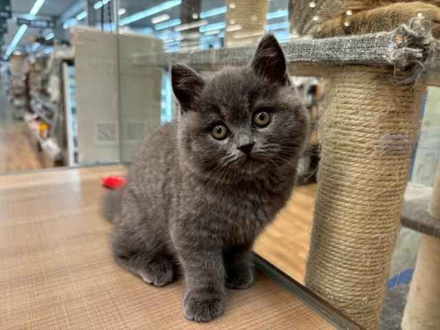 ブリティッシュショートヘア