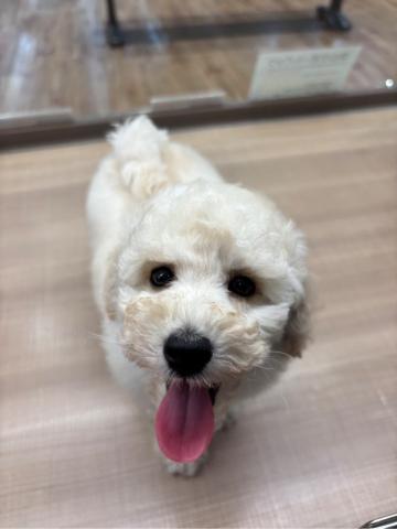 トイプードル