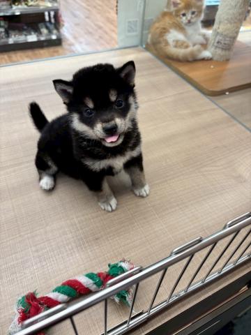 豆柴犬