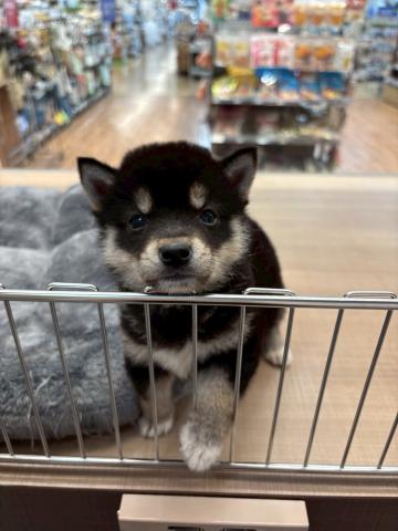 豆柴犬