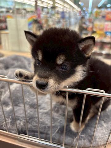 豆柴犬