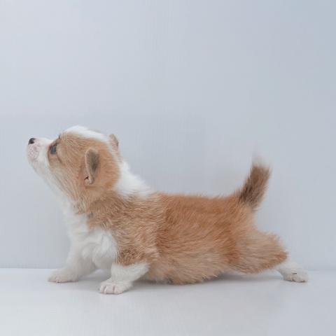 ウェルシュコーギーペンブローク