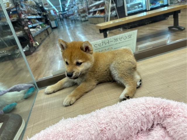 柴犬