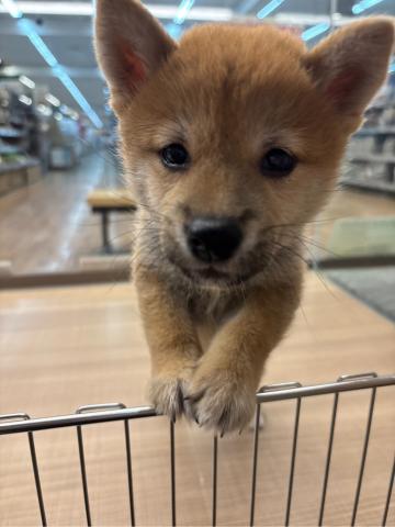 柴犬