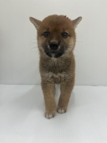 柴犬