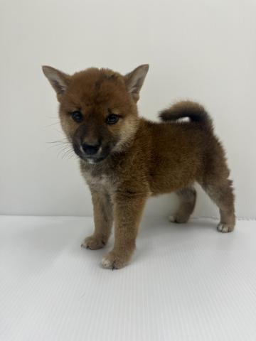 柴犬
