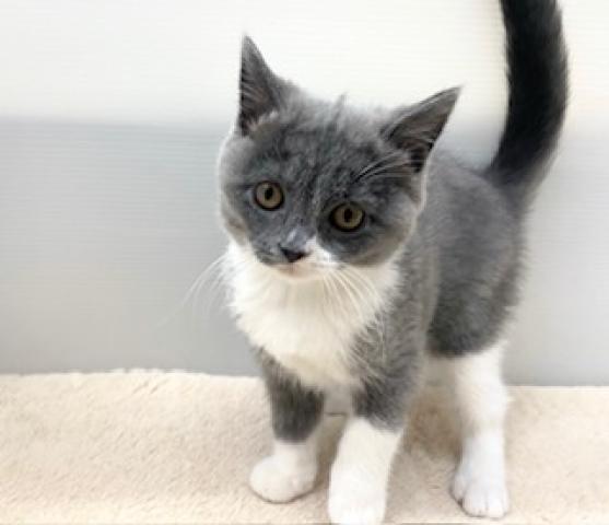 ブリティッシュショートヘア