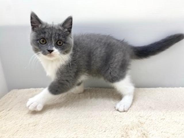 ブリティッシュショートヘア
