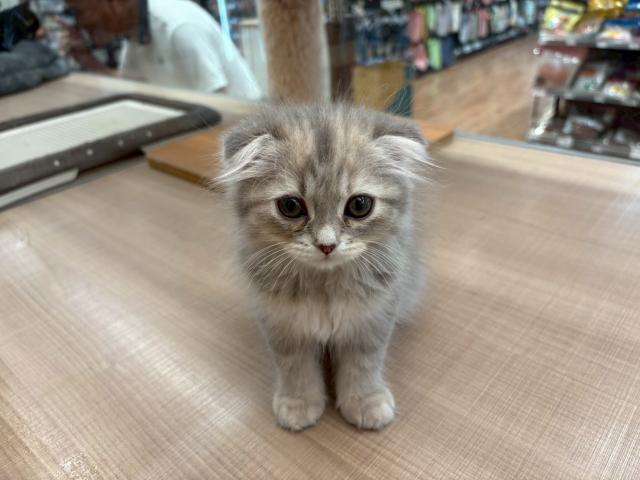 スコティッシュフォールド