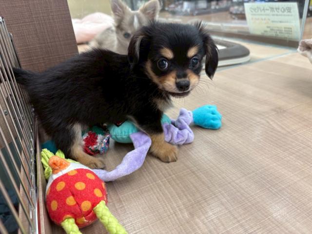 チワックス
