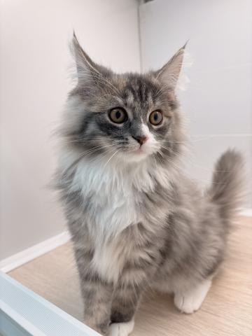 ノルウェージャンフォレストキャット