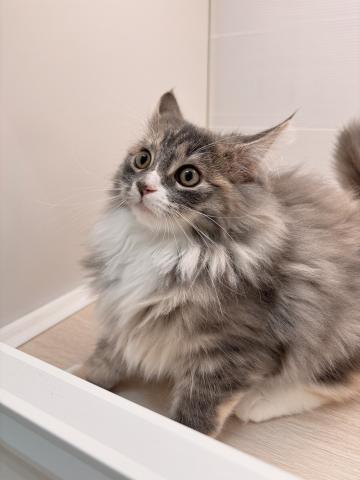 ノルウェージャンフォレストキャット
