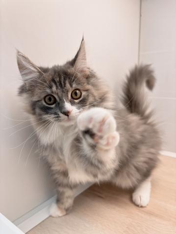 ノルウェージャンフォレストキャット