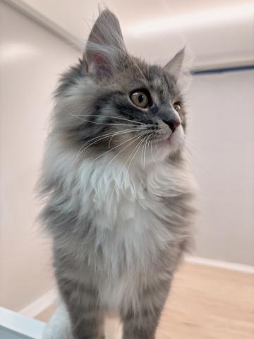 ノルウェージャンフォレストキャット