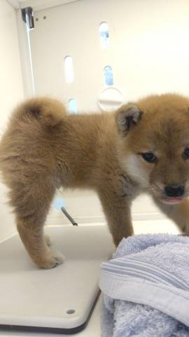 柴犬