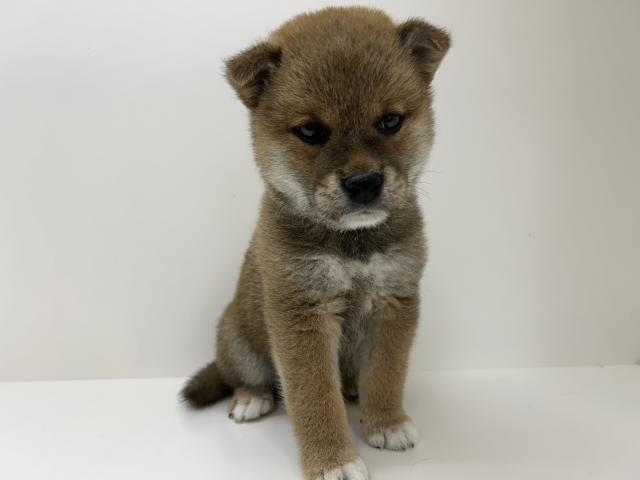 柴犬