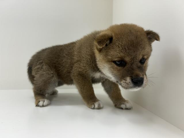 柴犬