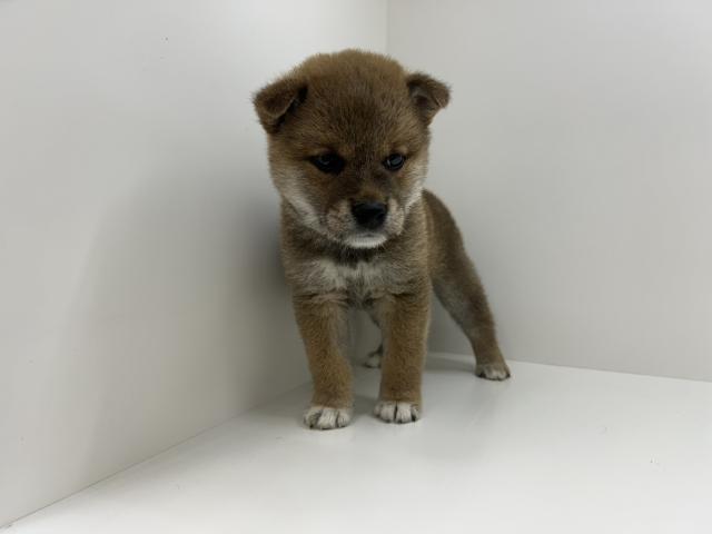 柴犬