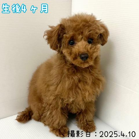 トイプードル