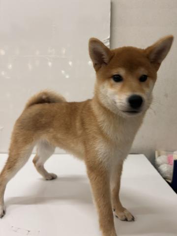 柴犬