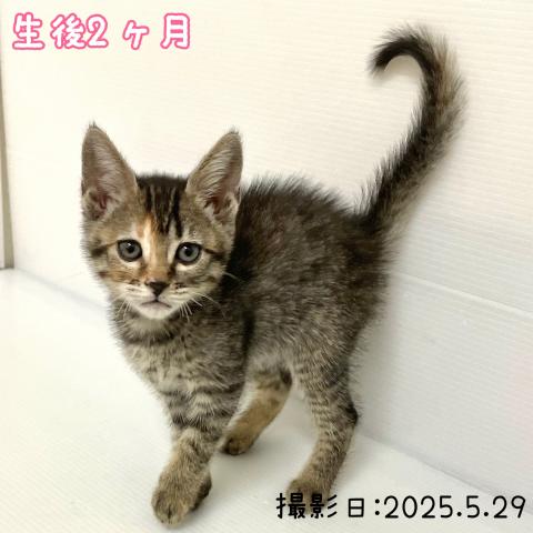 MIX（雑種）