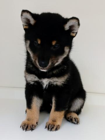 柴犬黒