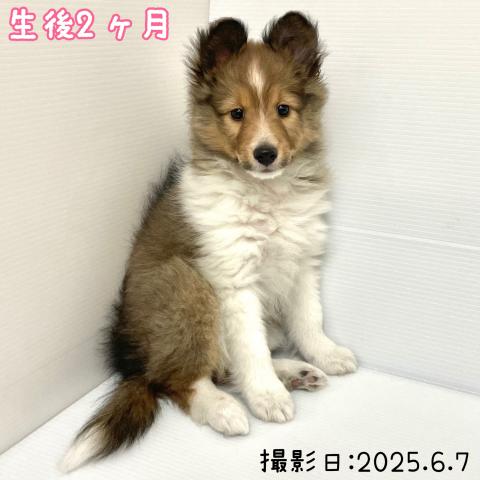 シェットランドシープドッグ