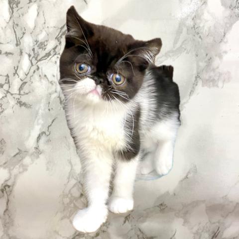 エキゾチックショートヘアー