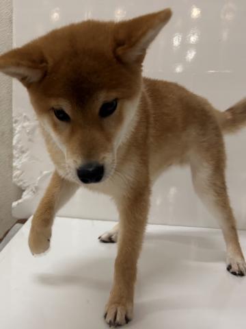 柴犬