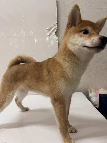 柴犬