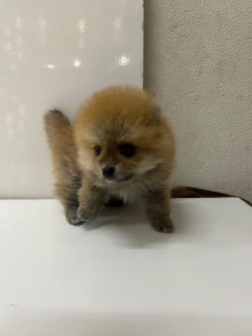 ポメラニアン