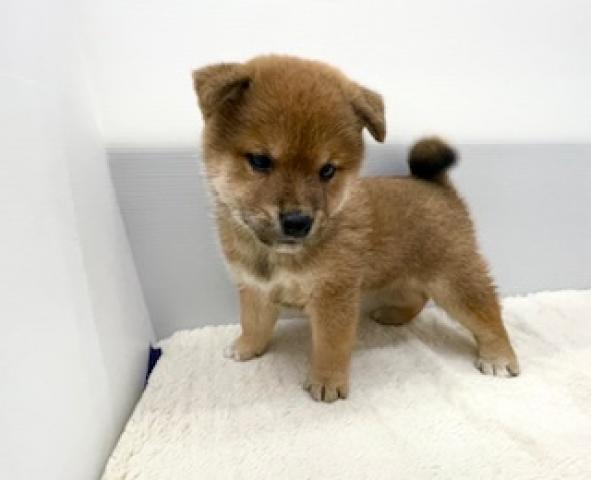 柴犬