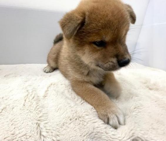 柴犬