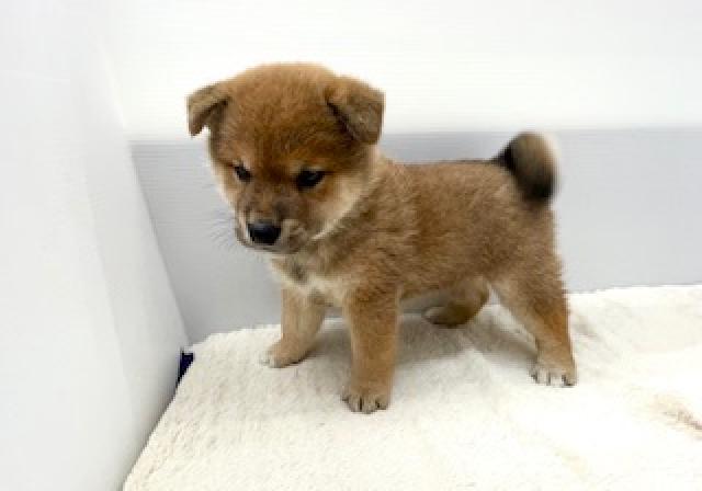 柴犬