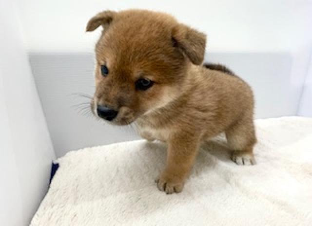 柴犬