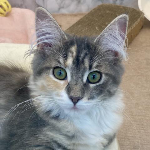 ノルウェージャンフォレストキャット