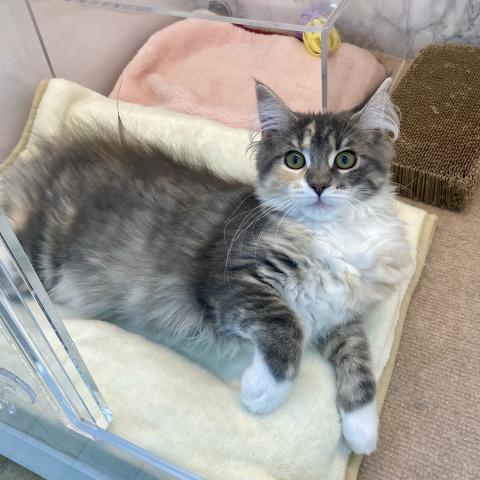 ノルウェージャンフォレストキャット