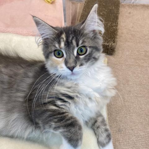 ノルウェージャンフォレストキャット