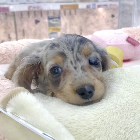 ミニチュアダックスフンド