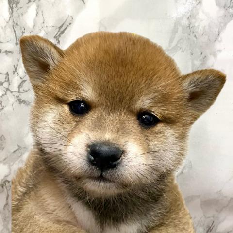 柴犬