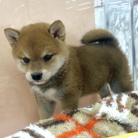 柴犬