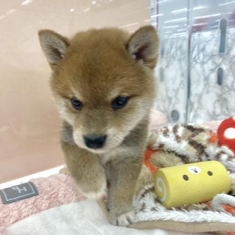 柴犬