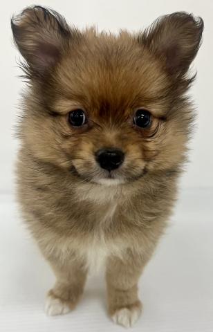 MIX
