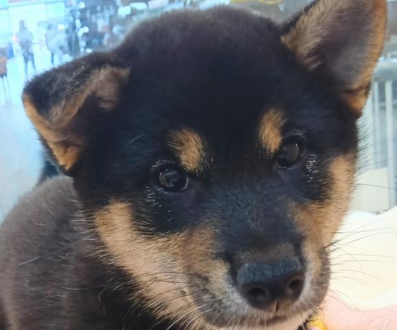 柴犬