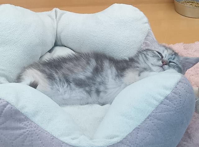 マンチカン