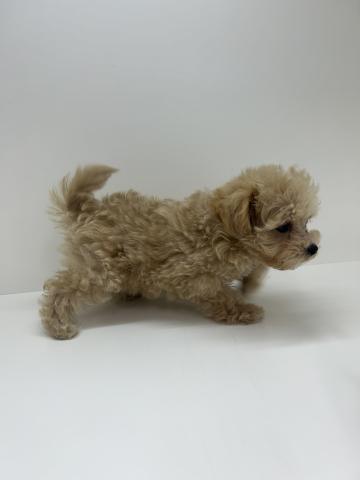 ハーフ犬（マルチーズ×トイプードル）
