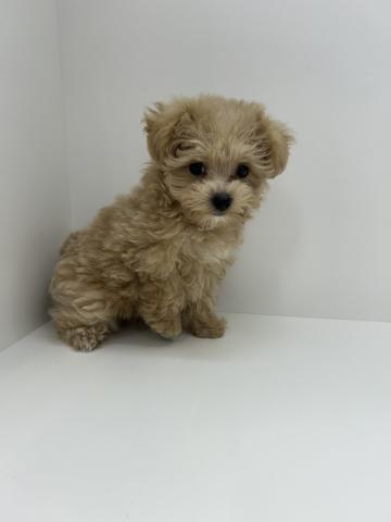 ハーフ犬（マルチーズ×トイプードル）