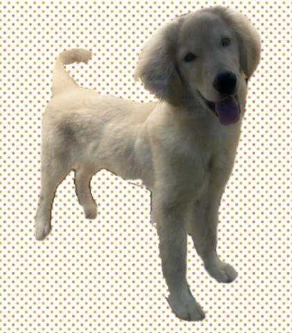 ゴールデンレトリーバー