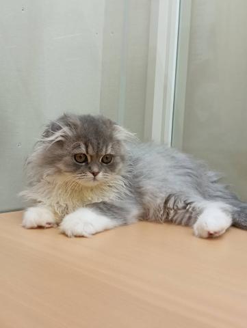 スコティッシュフォールド