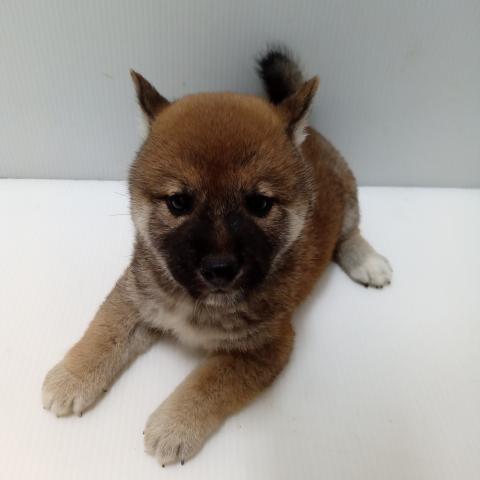 柴犬